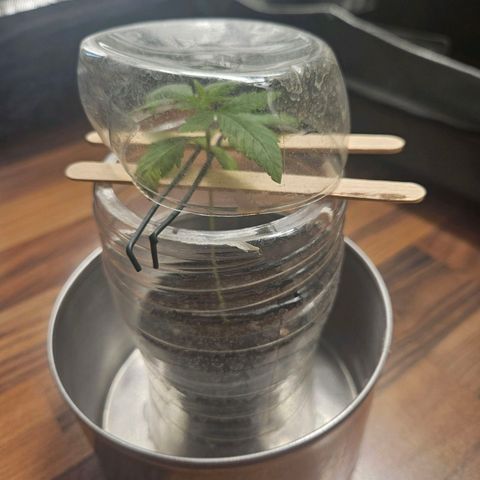 Blackberry Moonrocks (Elon) growlog timeline photo