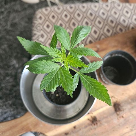 Blackberry Moonrocks (Elon) growlog timeline photo