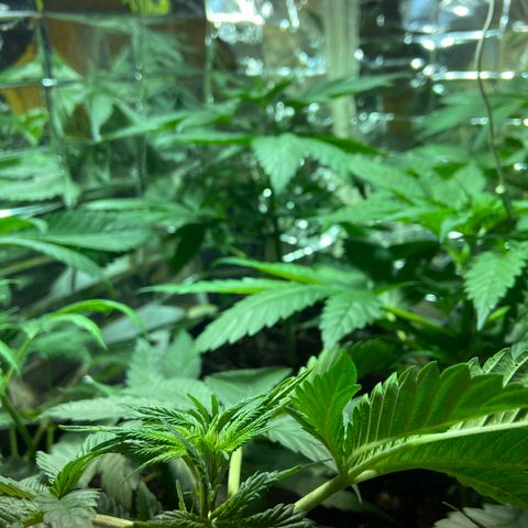 Freddy’s best #3 growlog timeline photo