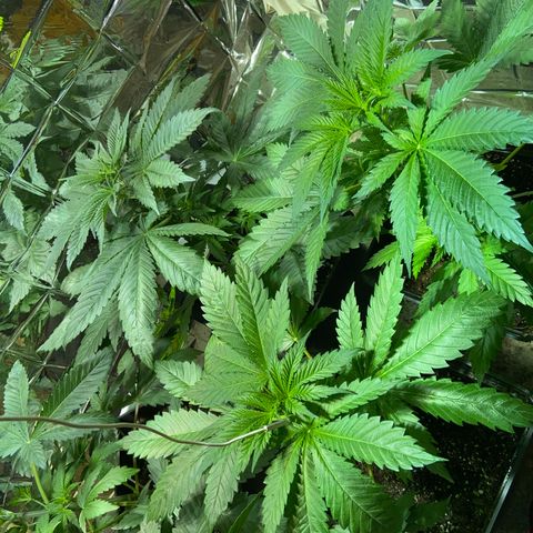 Freddy’s best #3 growlog timeline photo