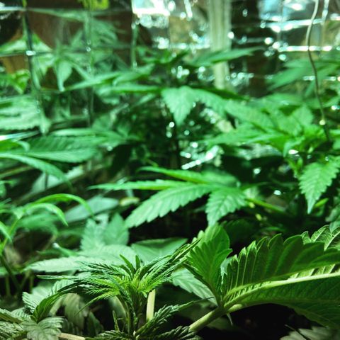 Freddy’s best #3 growlog timeline photo