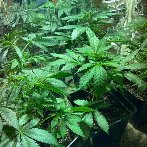 Freddy’s best #3 growlog timeline photo