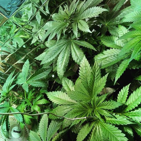 Freddy’s best #3 growlog timeline photo