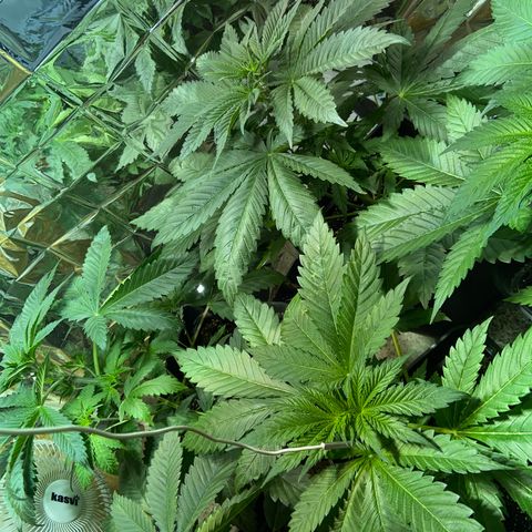 Freddy’s best #3 growlog timeline photo
