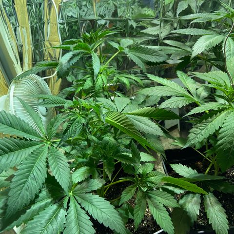 Freddy’s best #3 growlog timeline photo
