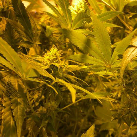 Freddy’s best #3 growlog timeline photo
