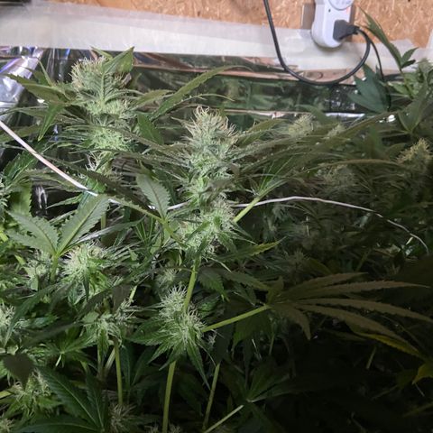Freddy’s best #3 growlog timeline photo