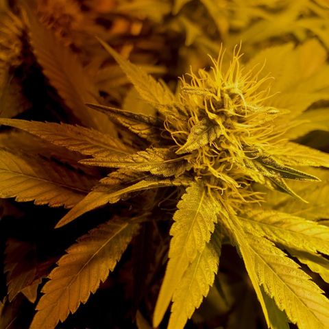 Freddy’s best #3 growlog timeline photo