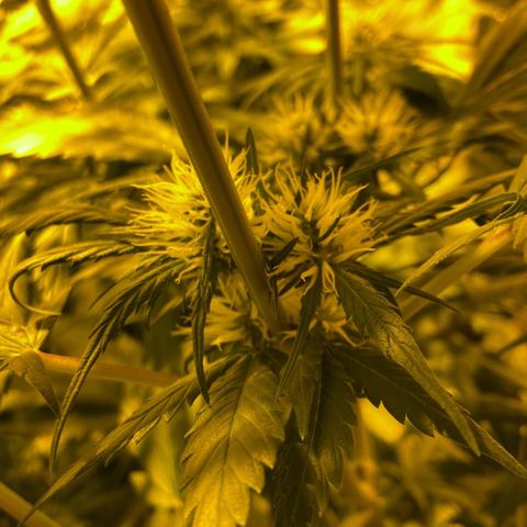 Freddy’s best #3 growlog timeline photo