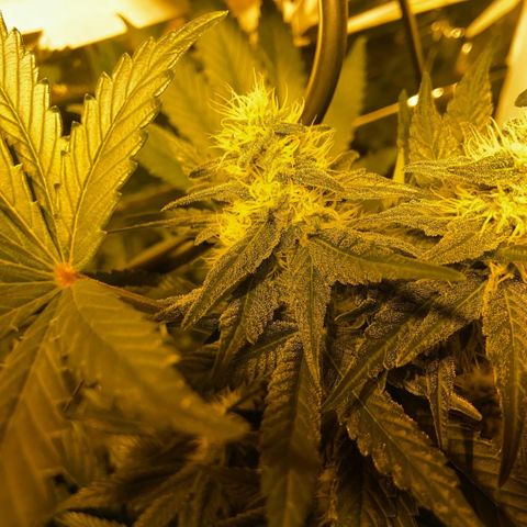 Freddy’s best #3 growlog timeline photo