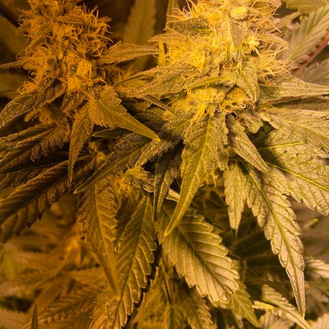 Freddy’s best #3 growlog timeline photo
