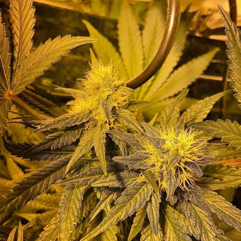 Freddy’s best #3 growlog timeline photo