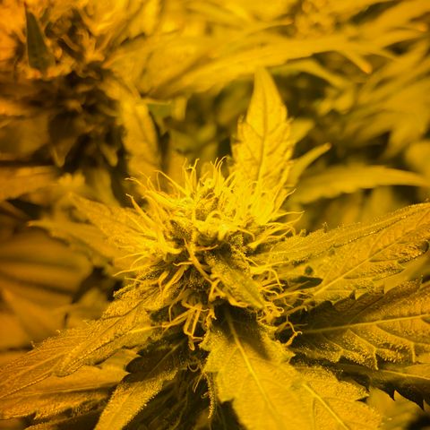 Freddy’s best #3 growlog timeline photo