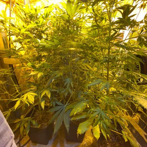 Freddy’s best #3 growlog timeline photo