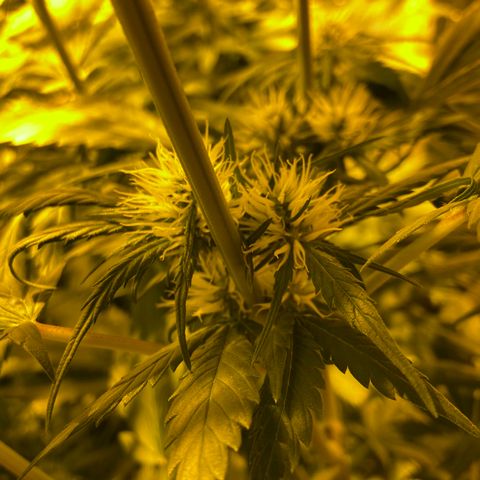 Freddy’s best #3 growlog timeline photo
