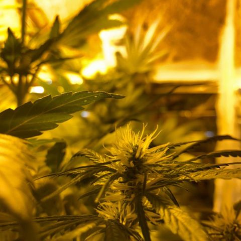 Freddy’s best #3 growlog timeline photo