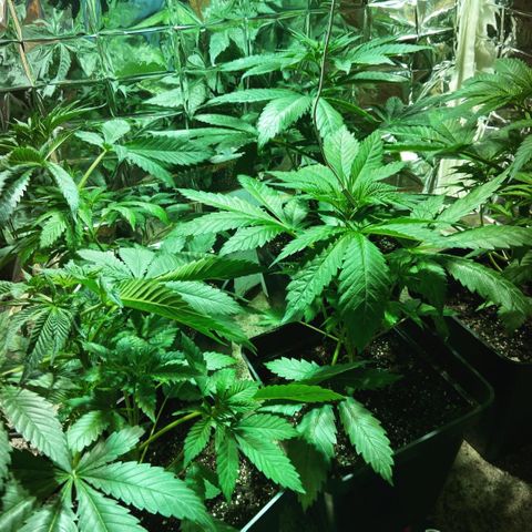 Freddy’s best #3 growlog timeline photo