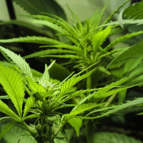 Freddy’s best #3 growlog timeline photo