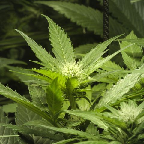 Freddy’s best #3 growlog timeline photo