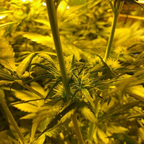 Freddy’s best #3 growlog timeline photo