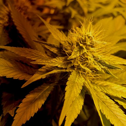 Freddy’s best #3 growlog timeline photo