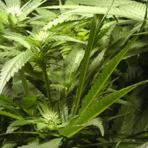 Freddy’s best #3 growlog timeline photo