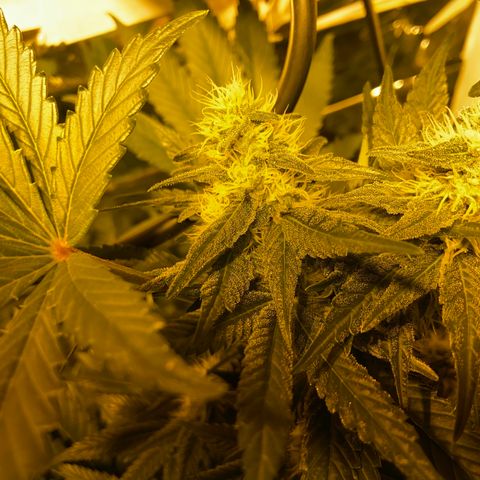 Freddy’s best #3 growlog timeline photo