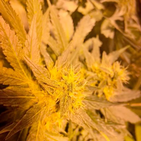 Freddy’s best #3 growlog timeline photo