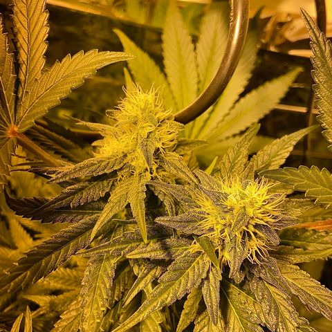 Freddy’s best #3 growlog timeline photo