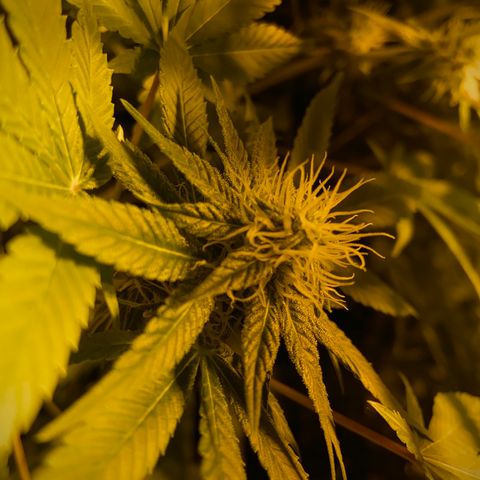 Freddy’s best #3 growlog timeline photo