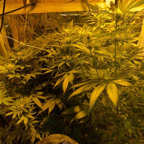 Freddy’s best #3 growlog timeline photo