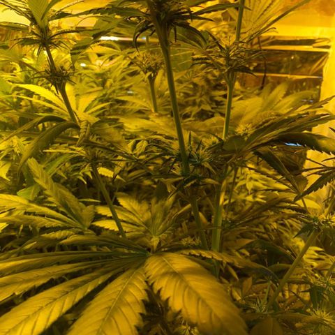 Freddy’s best #3 growlog timeline photo