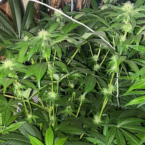 Freddy’s best #3 growlog timeline photo