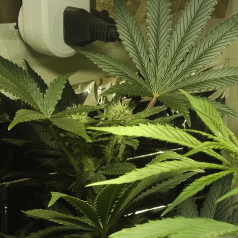Freddy’s best #3 growlog timeline photo