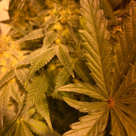 Freddy’s best #3 growlog timeline photo