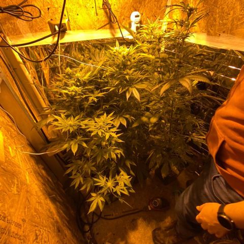 Freddy’s best #3 growlog timeline photo