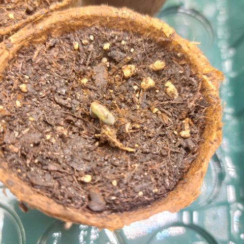 Sticky Orange XXL Automatic growlog timeline photo