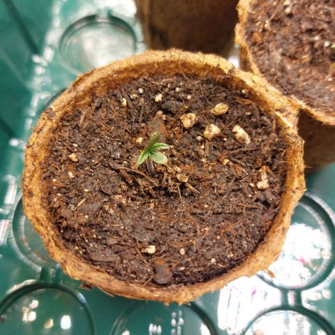 Sticky Orange XXL Automatic growlog timeline photo