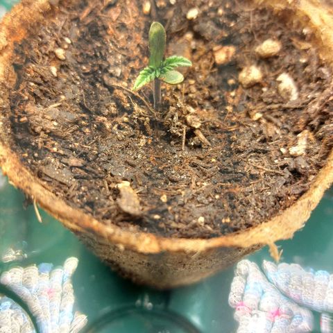 Sticky Orange XXL Automatic growlog timeline photo