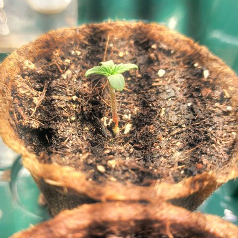 Sticky Orange XXL Automatic growlog timeline photo