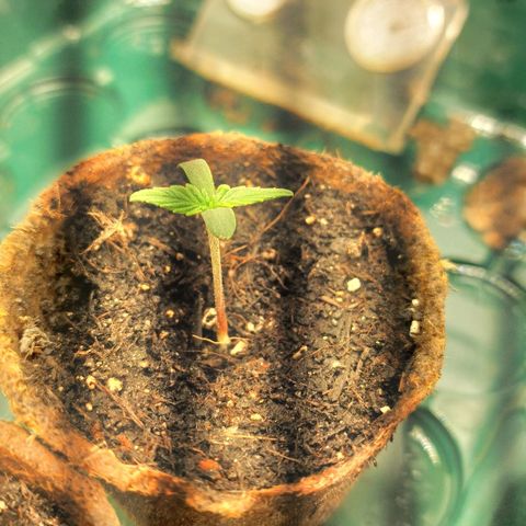 Sticky Orange XXL Automatic growlog timeline photo