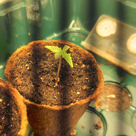 Sticky Orange XXL Automatic growlog timeline photo