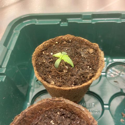 Sticky Orange XXL Automatic growlog timeline photo