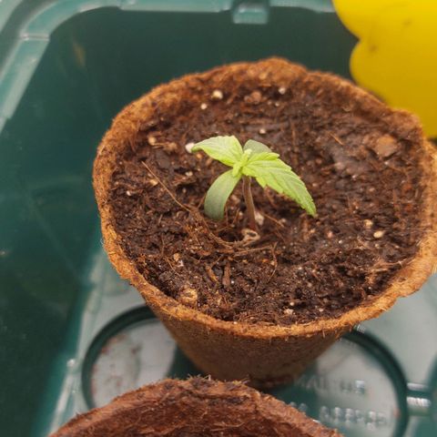 Sticky Orange XXL Automatic growlog timeline photo