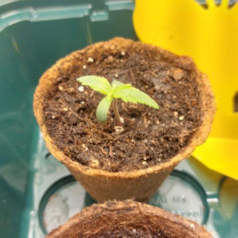 Sticky Orange XXL Automatic growlog timeline photo
