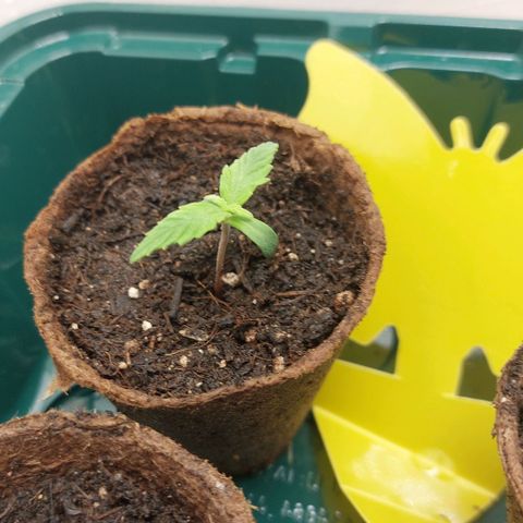 Sticky Orange XXL Automatic growlog timeline photo