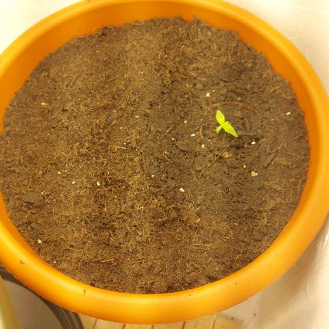 Sticky Orange XXL Automatic growlog timeline photo