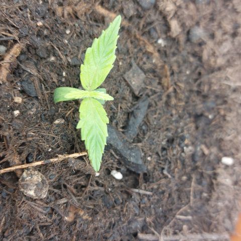 Sticky Orange XXL Automatic growlog timeline photo