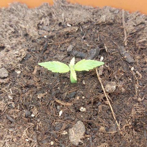 Sticky Orange XXL Automatic growlog timeline photo