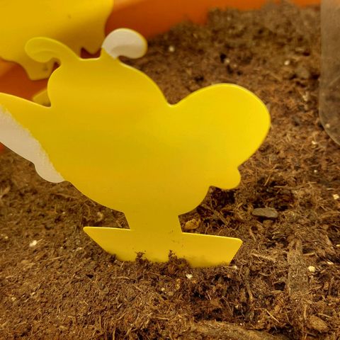 Sticky Orange XXL Automatic growlog timeline photo